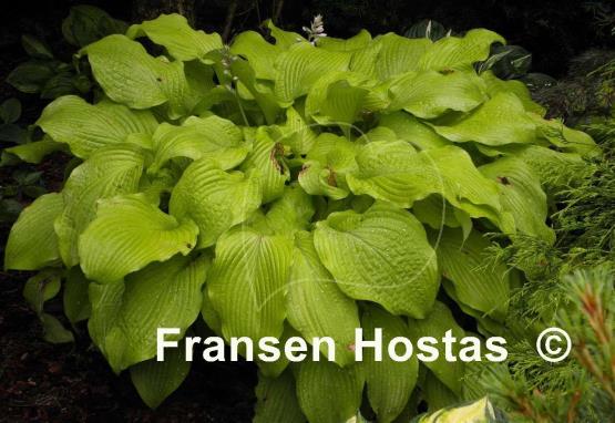 Hosta Piedmont Gold